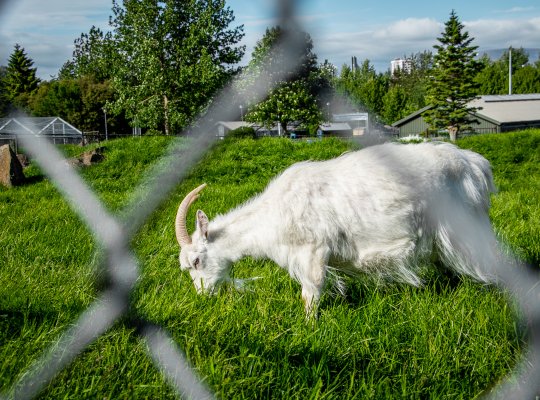 Goat at the Zoo