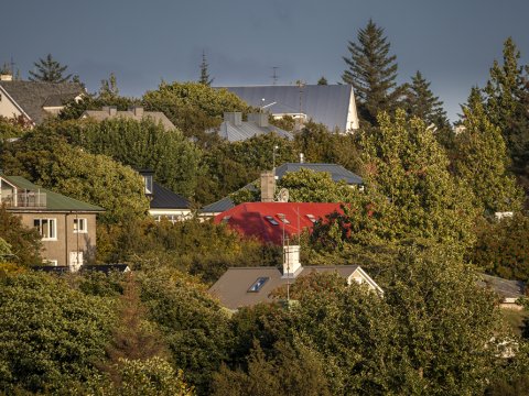 Séð yfir trjágróður og húsþök í Reykjavík