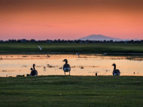 Gæsir á golfvelli við sólsetur