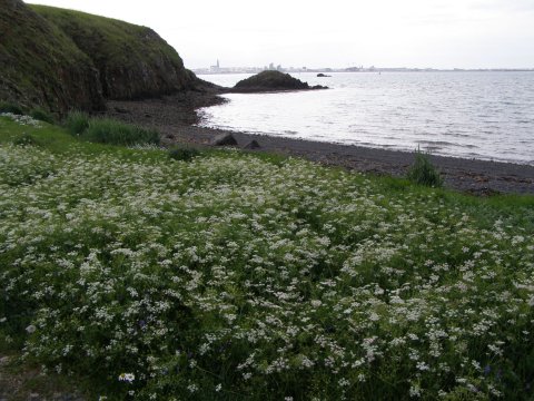 Villt kúmen í Viðey.