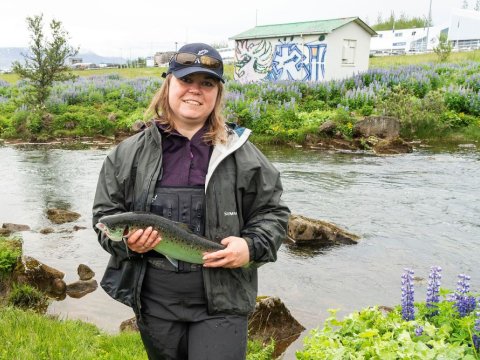 Marta Wieczorek, Mieszkanka Reykjaviku roku 2024 złowiła dziś rano pierwszego łososia podczas otwarcia sezonu wędkarskiego na Elliðaá. Była to 60 centymetrowa ryba rodzaju żeńskiego złowiona na muchę Greenback.