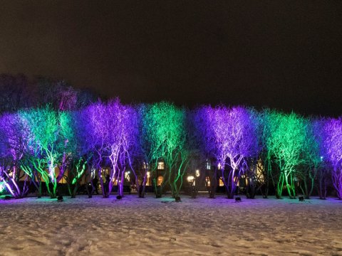 Einkennsilitir Vetrarhátíðar lýsa upp trén á Austurvelli