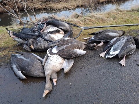 Dauðar gæsir í neti og utan nets við vatn
