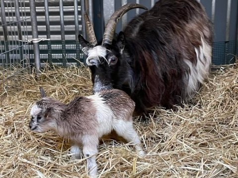 Síða og myndarlegi kiðlingurinn hennar sem er huðna