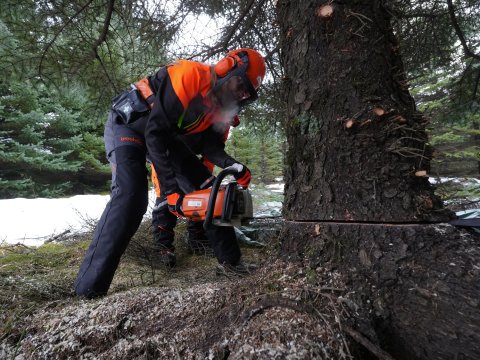 Heiða B. Hilmisdóttir borgarstjóri fellir Oslóartréð í Heiðmörk 2025. Nærmynd af henni, full body, að saga tréð.