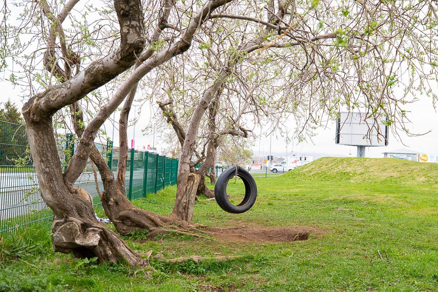 A tire swing hanging from a tree. Grass area.