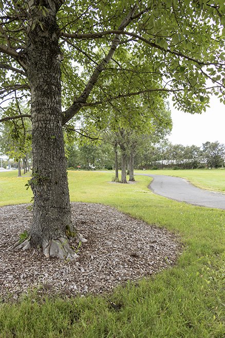 Trees at Yrsufell in Breiðholt