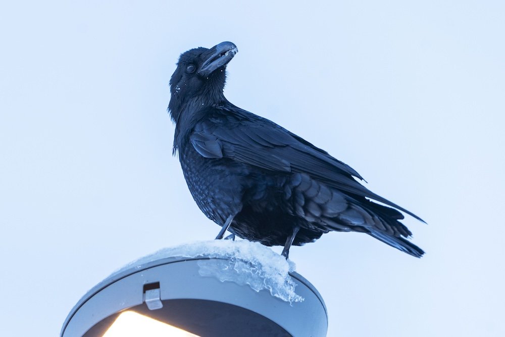A raven perched on a lamppost.