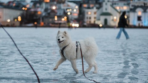 Hvítur hundur í bandi labbar á ísi lagðri Reykjavíkurtjörn. Manneskja að labba og Fríkirkjan í bakgrunni.