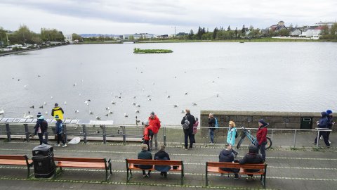 Yfirlitsmynd yfir Tjörnina. Fólk situr á bekk, fuglar og sýn yfir hólmann.