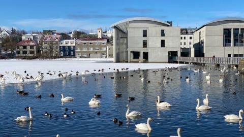 Ráðhús Reykjavíkur í snjór og fuglar í forgrunni