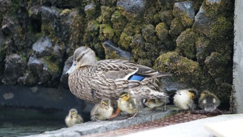 Stokkönd með nýklakta unga við Ráðhús Reykjavíkur