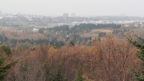 Svifryk
