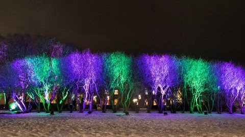 Einkennsilitir Vetrarhátíðar lýsa upp trén á Austurvelli